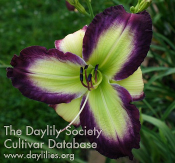 Daylily Chasing Your Dreams